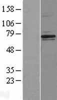 NF2 Human Over-expression Lysate