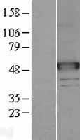 NAGA Human Over-expression Lysate