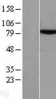 Methylmalonyl Coenzyme A mutase (MUT) Human Over-expression Lysate