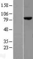 MLH1 Human Over-expression Lysate