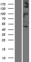 MET Human Over-expression Lysate