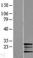 Frataxin (FXN) Human Over-expression Lysate
