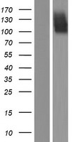 FGFR2 Human Over-expression Lysate