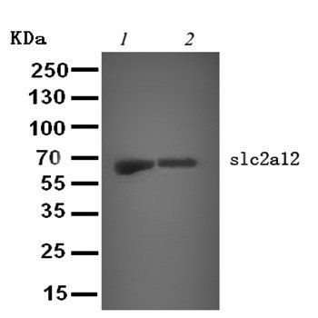 GLUT12/SLC2A12 Rabbit Polyclonal Antibody