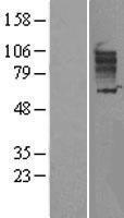SLC26A3 Human Over-expression Lysate