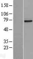 CNG1 (CNGA1) Human Over-expression Lysate