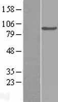 C2 Human Over-expression Lysate