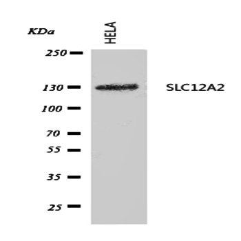 NKCC1/SLC12A2 Rabbit Polyclonal Antibody