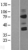 AVPR V2 (AVPR2) Human Over-expression Lysate