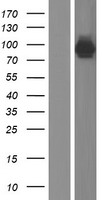 AMPD1 Human Over-expression Lysate