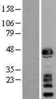 alpha Sarcoglycan (SGCA) Human Over-expression Lysate