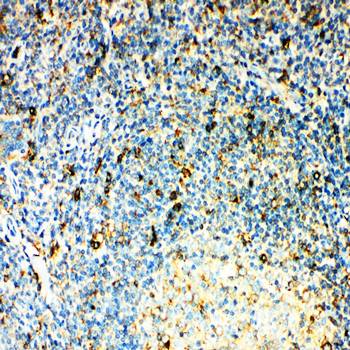CCR3 Antibody