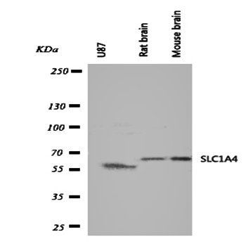 SLC1A4 Rabbit Polyclonal Antibody