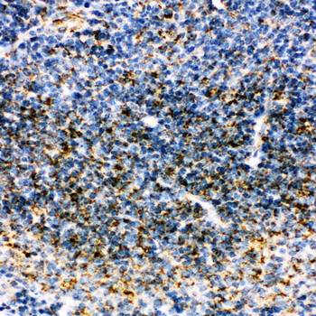 MTCO1/mt-Co1 Rabbit Polyclonal Antibody