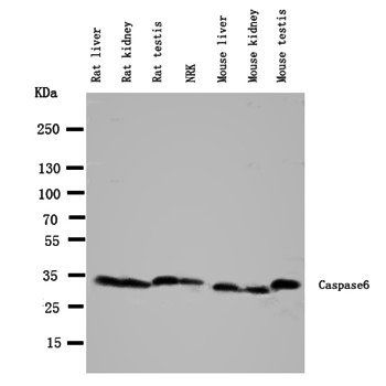 Caspase-6/CASP6 Rabbit Polyclonal Antibody