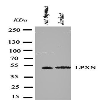 Leupaxin/LPXN Rabbit Polyclonal Antibody