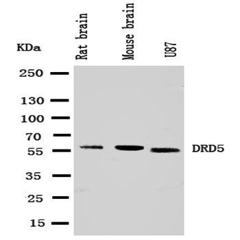 Dopamine Receptor D5/DRD5 Rabbit Polyclonal Antibody