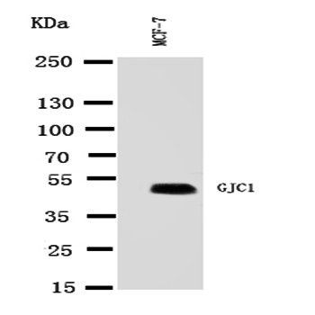 Connexin 45/GJA7/GJC1 Rabbit Polyclonal Antibody