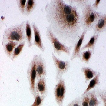 Krueppel-like factor 4 KLF4 Rabbit Polyclonal Antibody