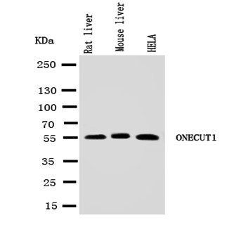 HNF6/ONECUT1 Rabbit Polyclonal Antibody