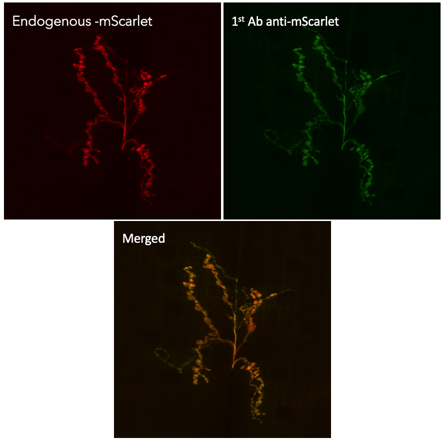 mScarlet Antibody