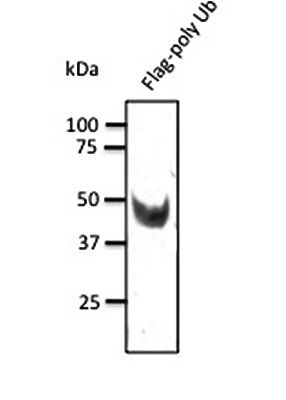 DYKDDDDK Antibody