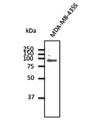 TLR2 Antibody