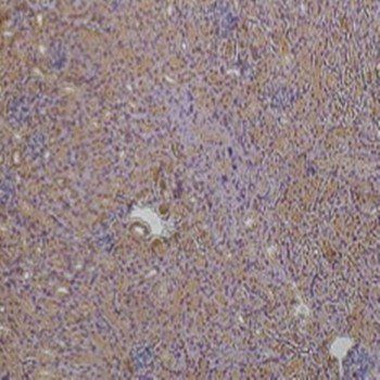 ZO1 Antibody