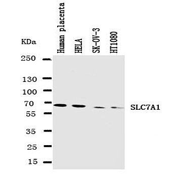 CAT1/SLC7A1 Rabbit Polyclonal Antibody