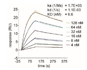 SARS-CoV-2 Spike RBD Antibody