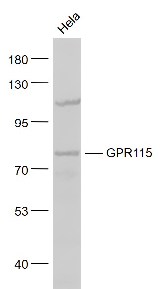 GPR115 Rabbit Polyclonal Antibody