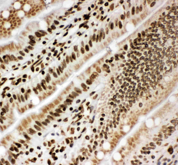 Lamin B1/LMNB1 Rabbit Polyclonal Antibody