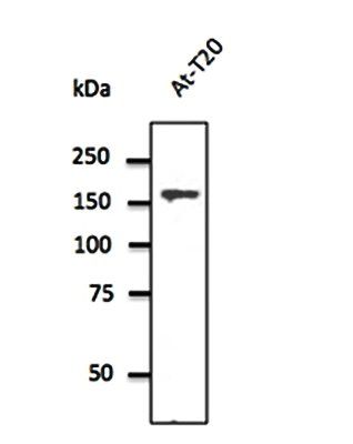 Clathrin HC Antibody