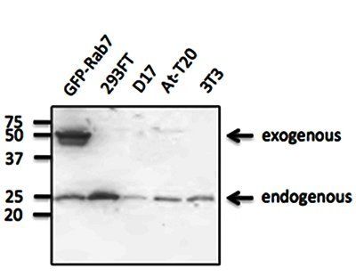 Rab7a Antibody