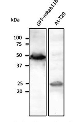 Rab11b Antibody