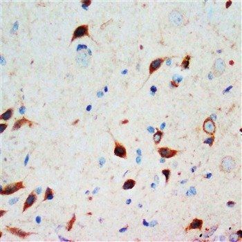 Secretogranin 3/SCG3 Rabbit Polyclonal Antibody