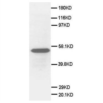 Secretogranin 3/SCG3 Rabbit Polyclonal Antibody