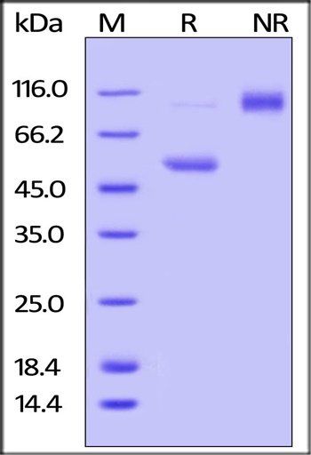 Mouse CD40 Ligand Protein, Fc Tag
