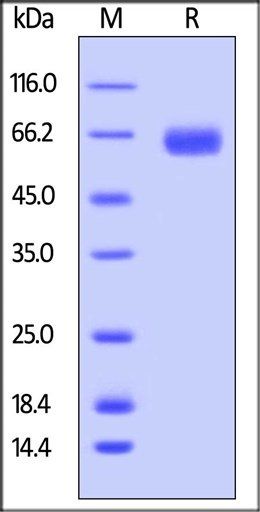 Rat ROR1 Protein, His Tag
