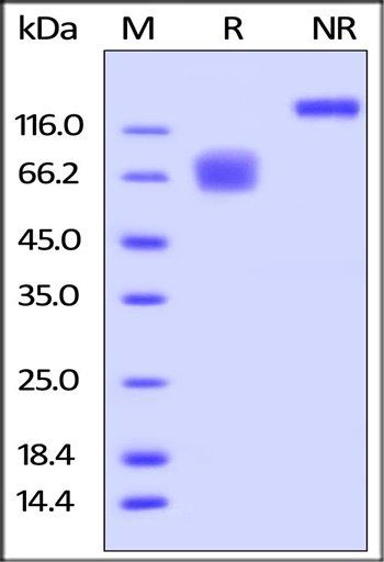 Human CD58 Protein, Fc Tag