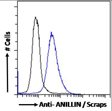 ANILLIN/Scraps (C Terminus) Antibody