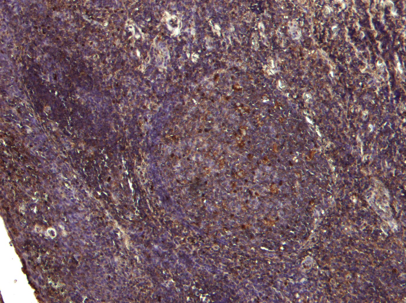 Goat anti-PAPIN / PDZK3 Antibody