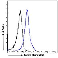 BAF53A and BAF53B Antibody