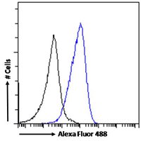 MYD88 Antibody