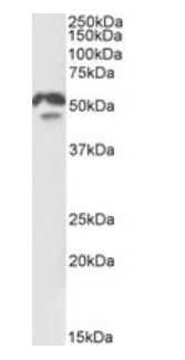 HNF4A Antibody