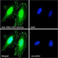 CBX3/HP1 Gamma Antibody