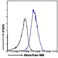 CBX3/HP1 Gamma Antibody