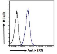 Goat anti-ERG Antibody