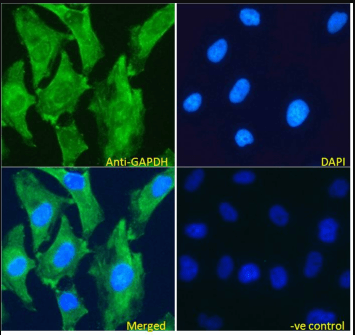 GAPDH (Internal) Antibody
