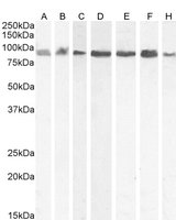 Karyopherin (importin) beta 1 Antibody
